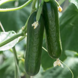 SNACK AGURK - Passandra