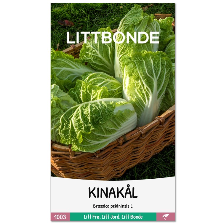 KINAKÅL - Brassica pekininsis L - Bilde 2