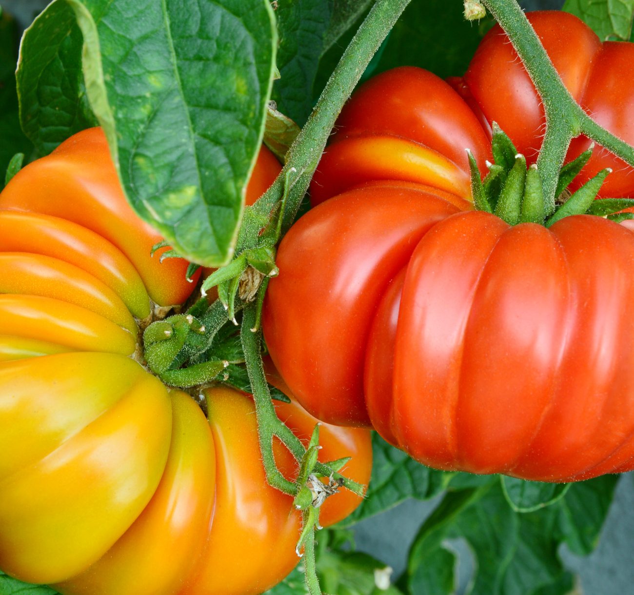 BIFFTOMAT - Brandywine