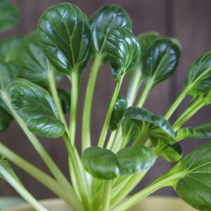 BABYLEAF TATSOI - Brassica rapa