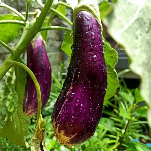 AUBERGINE -  Moneymaker No.2 F1