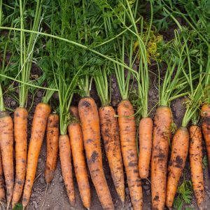 GULROT - Napoli | Sommer