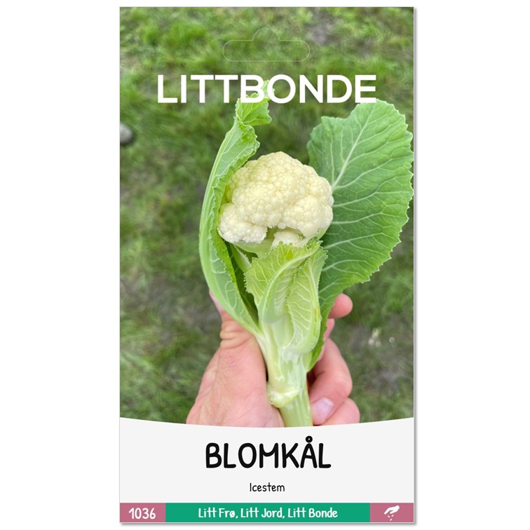 BLOMKÅL - Icestem - Bilde 2