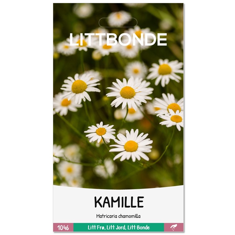 KAMILLE - Matricaria chamomilla - Bilde 2