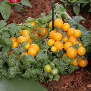 TOMAT - Sweet’n neat yellow