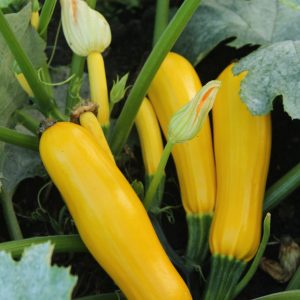 SQUASH - Golden Glory