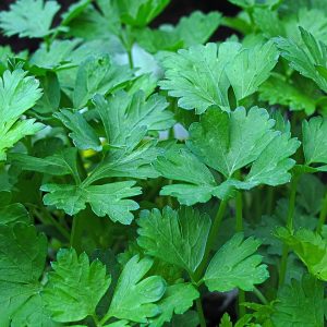 BLADPERSILLE - Gigante D`Italia