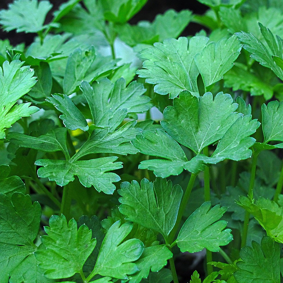 BLADPERSILLE - Gigante D`Italia