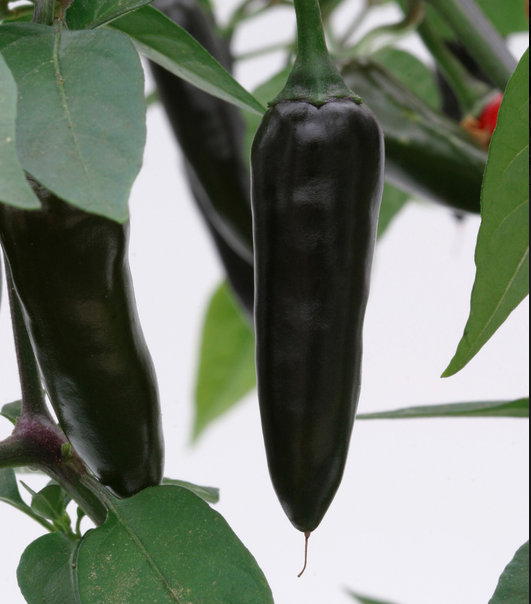 CHILI - Chenzo