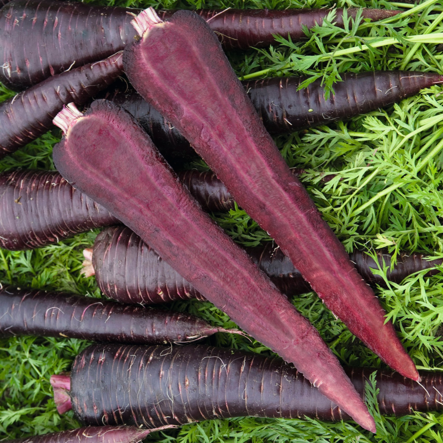 GULROT - Deep purple