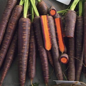 GULROT - Purple haze