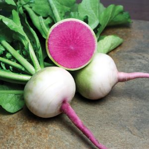 REDDIK - Misato Rose Flesh | Vinter