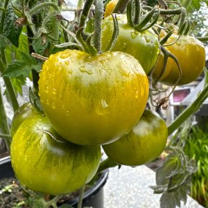 BUSKTOMAT - Lime Green Salad