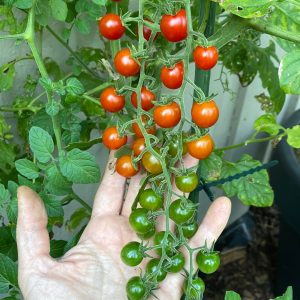 TOMAT - Currant Sweet Pea