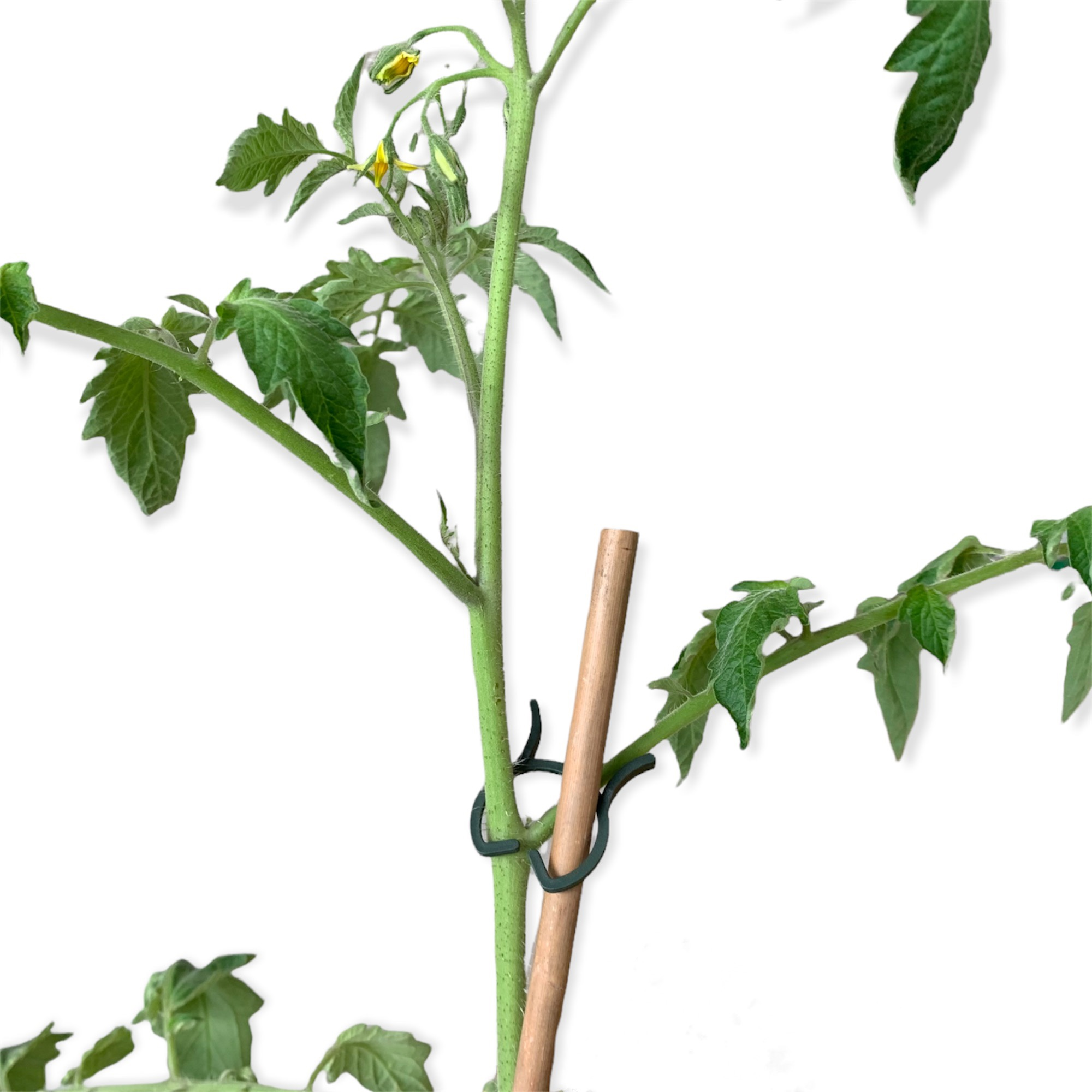 Planteringer - til oppbinding av planter - Bilde 2