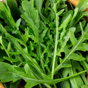 VILL RUCCOLA - Wild, flerårig