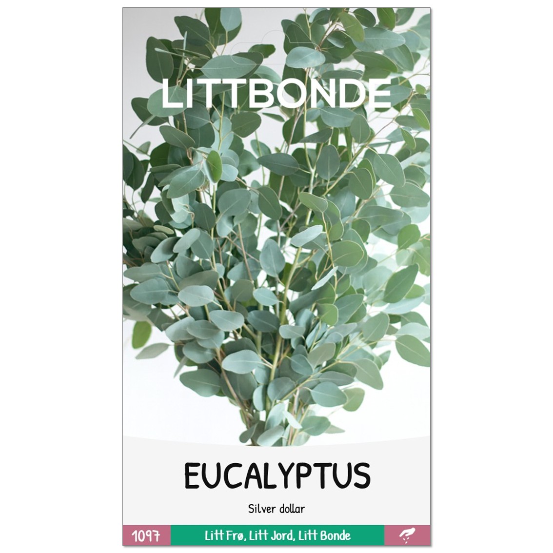 EUCALYPTUS- Silver dollar - Bilde 2