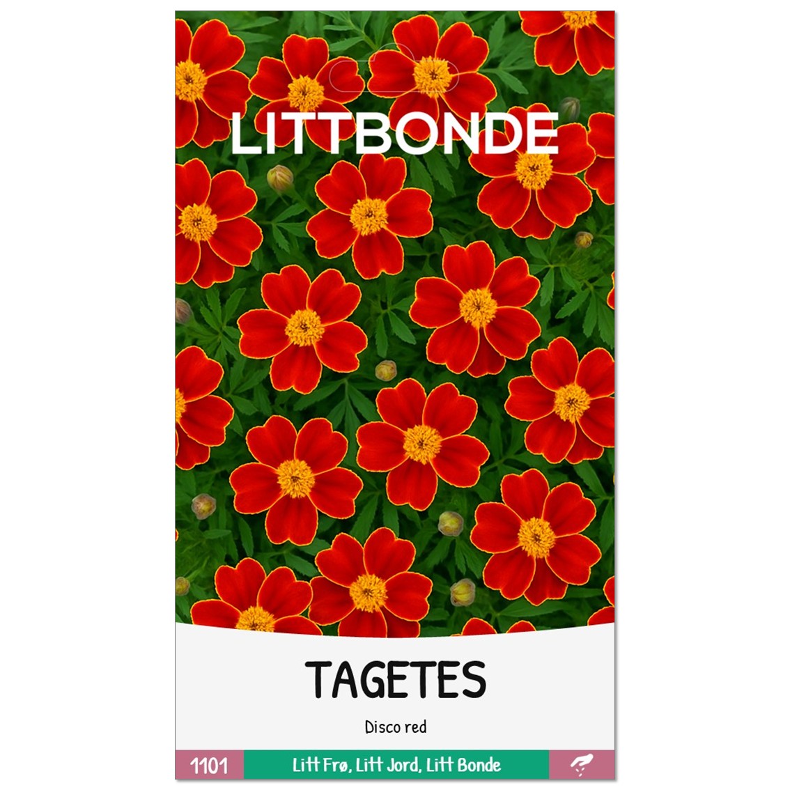 TAGETES - Disco Red - Bilde 2