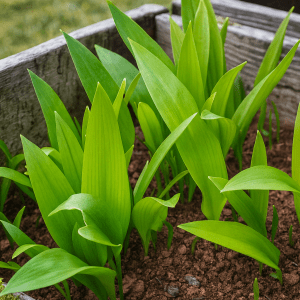 RAMSLØK- Allium ursinum