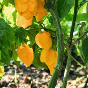 CAROLINA REAPER- Chili | Yellow