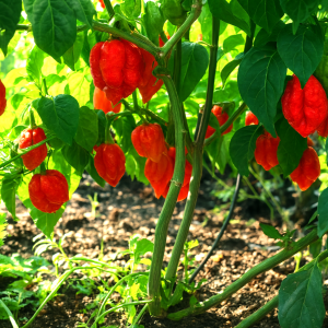 CAROLINA REAPER- Chili | Red