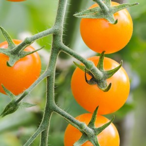CHERRYTOMAT- Sungold F1