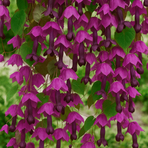 BLODBEGER- Purple bells