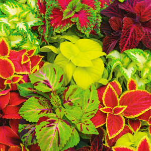 PRAKTSPRAGLE- Coleus «Wizard mix»