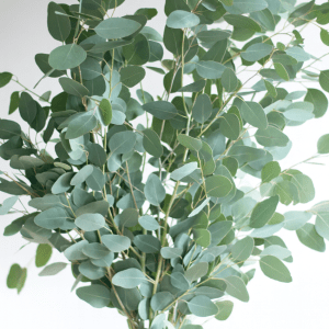 EUCALYPTUS- Silver dollar