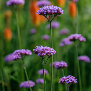 KJEMPEVERBENA- Violetta