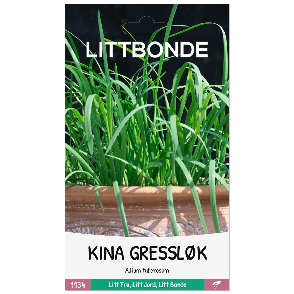 KINA GRESSLØK- Allium tuberosum - Bilde 2