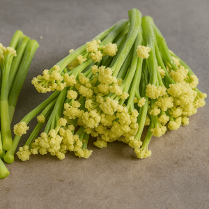 BLOMKÅL- Sprouting Fioretto